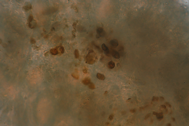 Forse non sarà un Aphyllophorales (Peniophora polygonia)